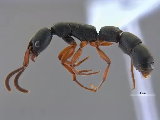 Platythyrea exigua - ANTWEB1047054