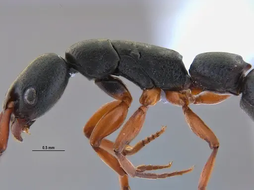 Platythyrea exigua - ANTWEB1047054