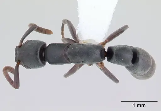 Platythyrea exigua - CASENT0178859