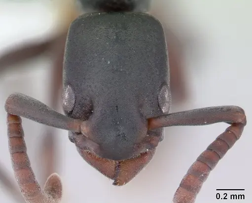 Platythyrea exigua - CASENT0178859