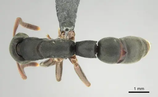 Platythyrea frontalis specimen