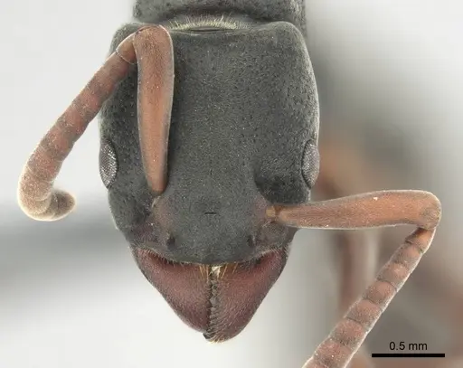 Platythyrea frontalis specimen