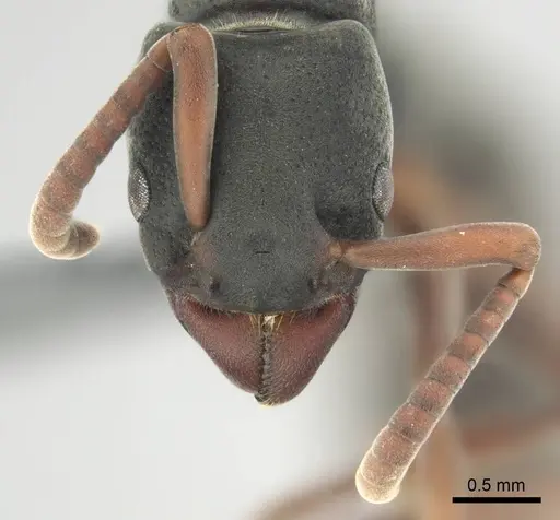 Platythyrea frontalis specimen