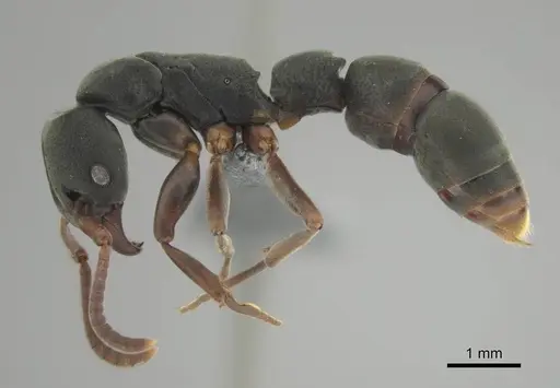 Platythyrea frontalis - CASENT0250050