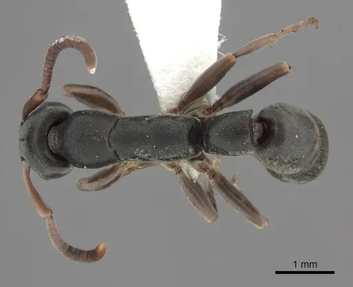 Platythyrea frontalis - CASENT0260473