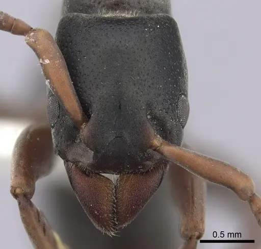 Platythyrea frontalis - CASENT0260473