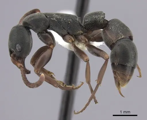 Platythyrea frontalis - CASENT0260473