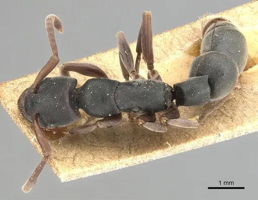 Platythyrea frontalis - CASENT0903796