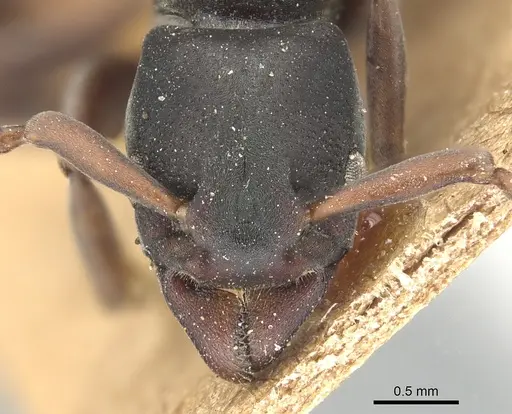 Platythyrea frontalis - CASENT0903796