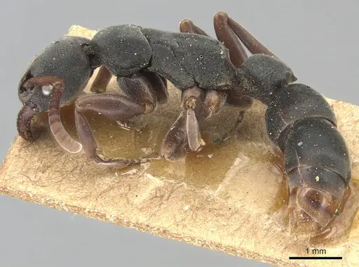 Platythyrea frontalis - CASENT0903796