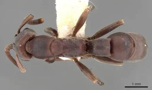 Platythyrea frontalis - CASENT0907103