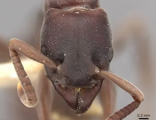 Platythyrea frontalis - CASENT0907103