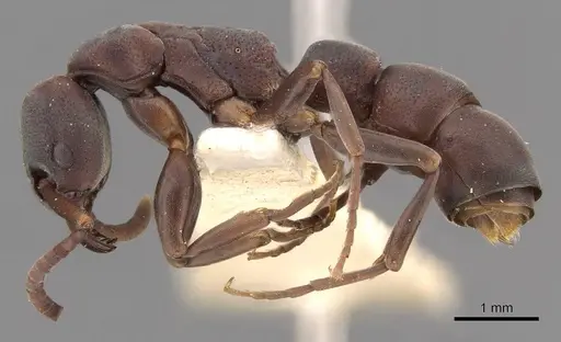 Platythyrea frontalis - CASENT0907103