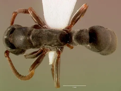 Platythyrea frontalis - SAM-HYM-C008455A