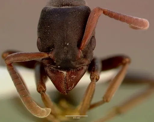 Platythyrea frontalis - SAM-HYM-C008455A