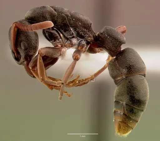 Platythyrea frontalis - SAM-HYM-C008455A