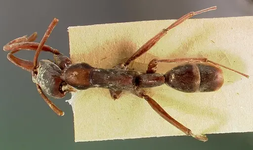 Platythyrea gracillima specimen