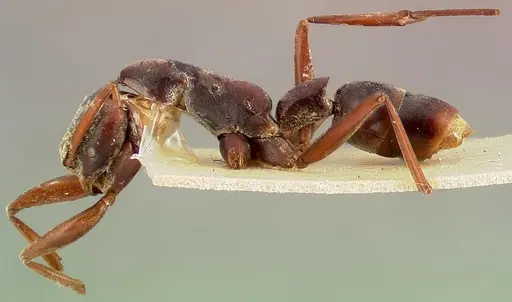 Platythyrea gracillima specimen