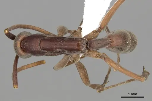 Platythyrea gracillima - CASENT0005953