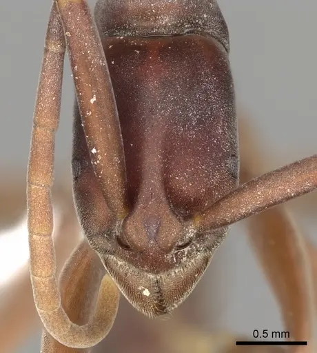 Platythyrea gracillima - CASENT0005953