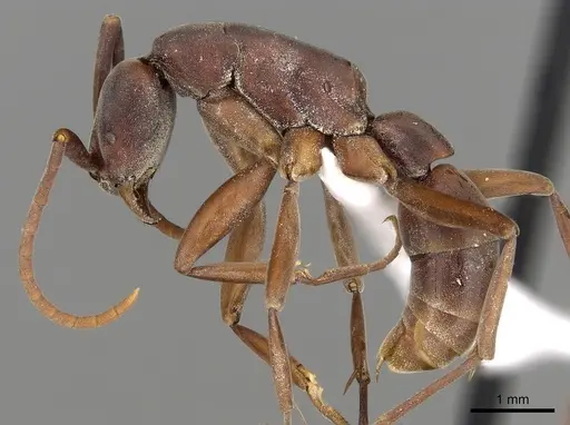 Platythyrea gracillima - CASENT0005953