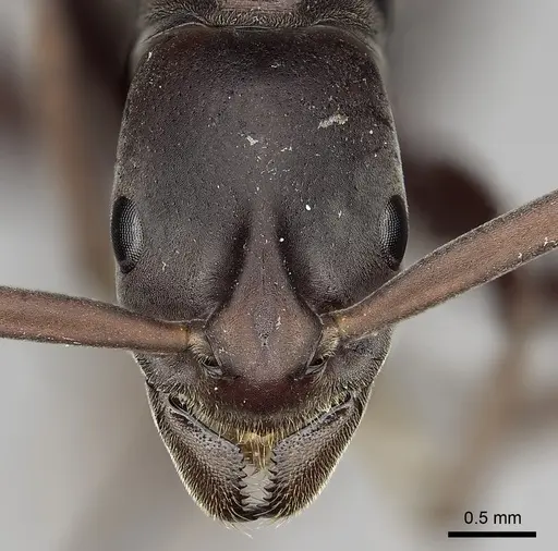 Platythyrea gracillima - CASENT0009940