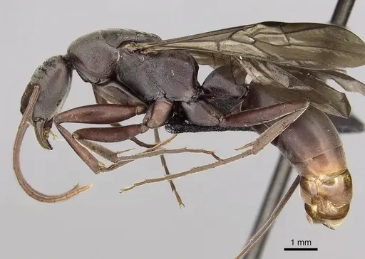 Platythyrea gracillima - CASENT0009940