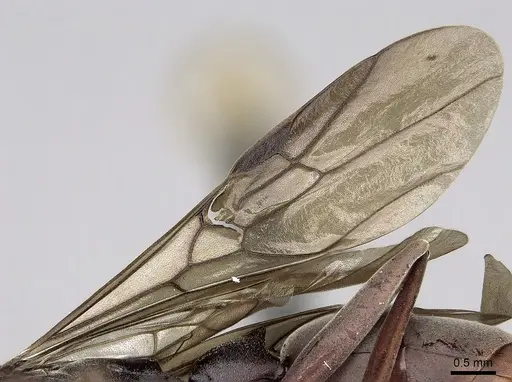 Platythyrea gracillima - CASENT0009940