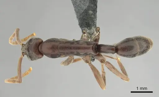 Platythyrea gracillima - CASENT0250051