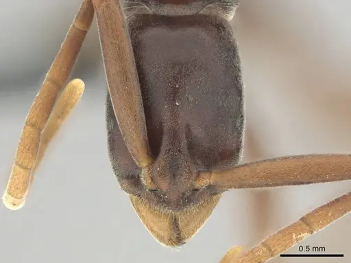 Platythyrea gracillima - CASENT0250051