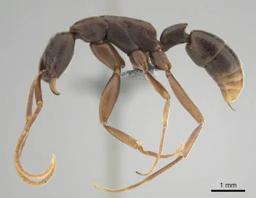 Platythyrea gracillima - CASENT0250051