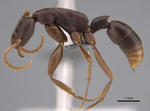 Platythyrea gracillima - CASENT0250051