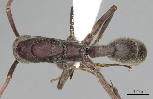 Platythyrea gracillima - CASENT0317018