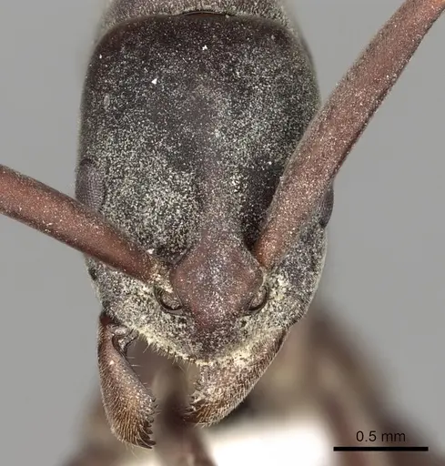 Platythyrea gracillima - CASENT0317018