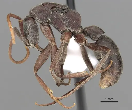 Platythyrea gracillima - CASENT0317018