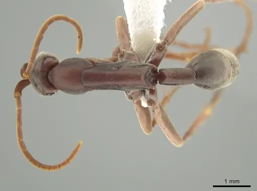 Platythyrea gracillima - CASENT0629506