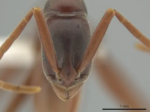 Platythyrea gracillima - CASENT0629506