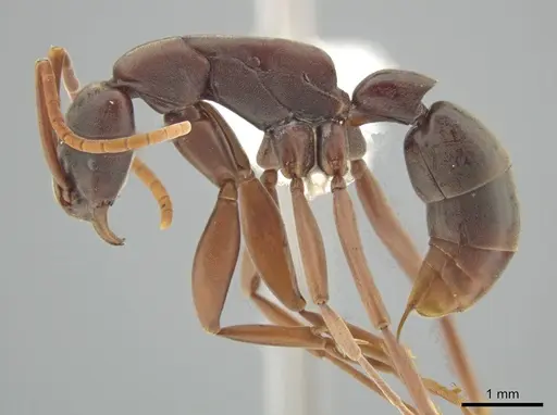 Platythyrea gracillima - CASENT0629506