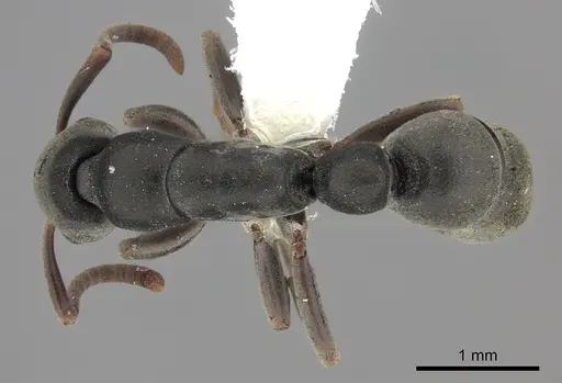 Platythyrea inermis specimen
