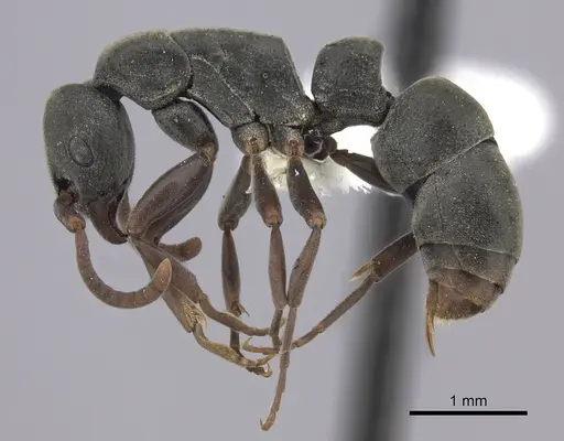 Platythyrea inermis specimen
