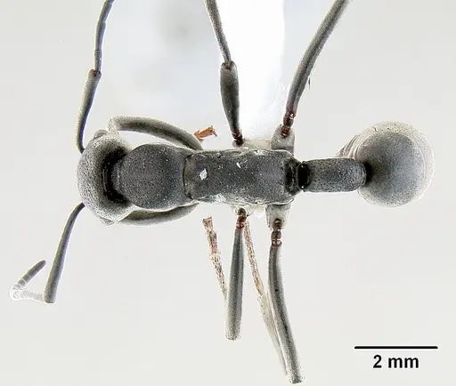Platythyrea lamellosa specimen
