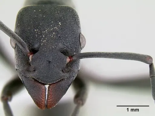 Platythyrea lamellosa specimen