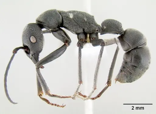 Platythyrea lamellosa specimen