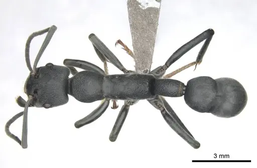 Platythyrea lamellosa - CASENT0252018