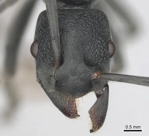 Platythyrea lamellosa - CASENT0252018