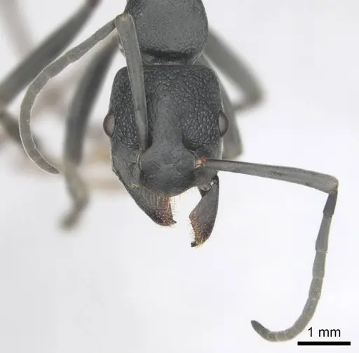 Platythyrea lamellosa - CASENT0252018