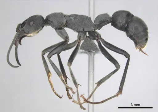 Platythyrea lamellosa - CASENT0252018