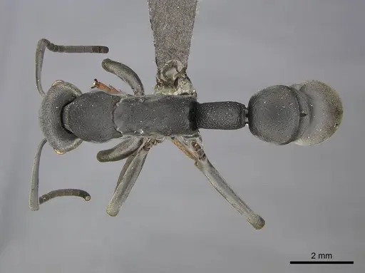 Platythyrea lamellosa - CASENT0252019