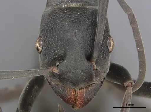 Platythyrea lamellosa - CASENT0252019