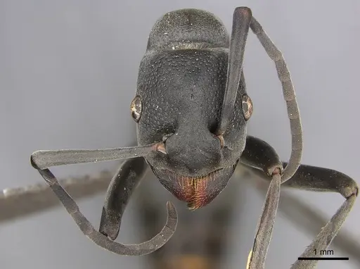 Platythyrea lamellosa - CASENT0252019